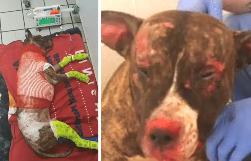 Tommie, pit bull, Richmond Animal Care and Control