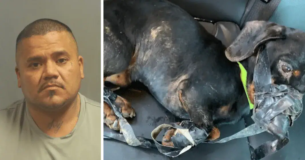 Cop spots dog taped up and abandoned on side of road, makes sure justice is served