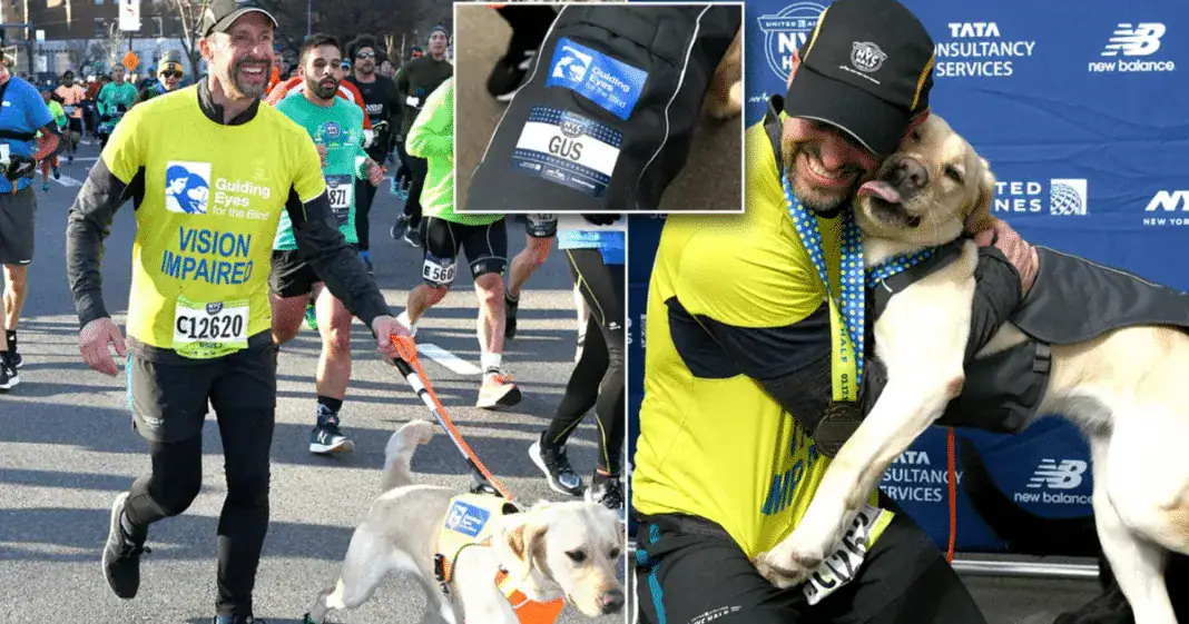 3 Labrador guide dogs help blind marathon runner make history