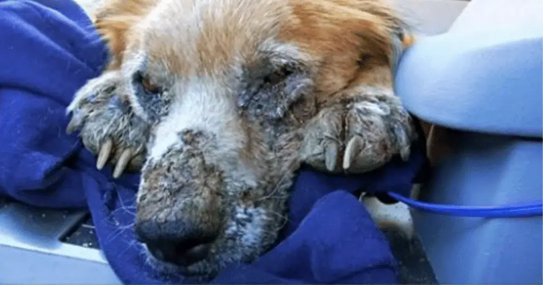 Sick and filthy homeless dog closes his eyes knowing he’s safe for the first time