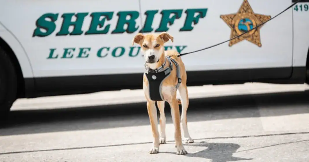 Abused dog found wandering streets with mouth taped shut becomes sheriff’s deputy