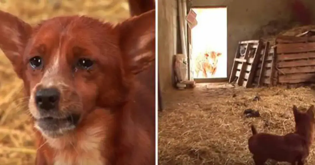 Sad dog gets separated from cow that raised him – camera captures tear-jerking moment they’re reunited