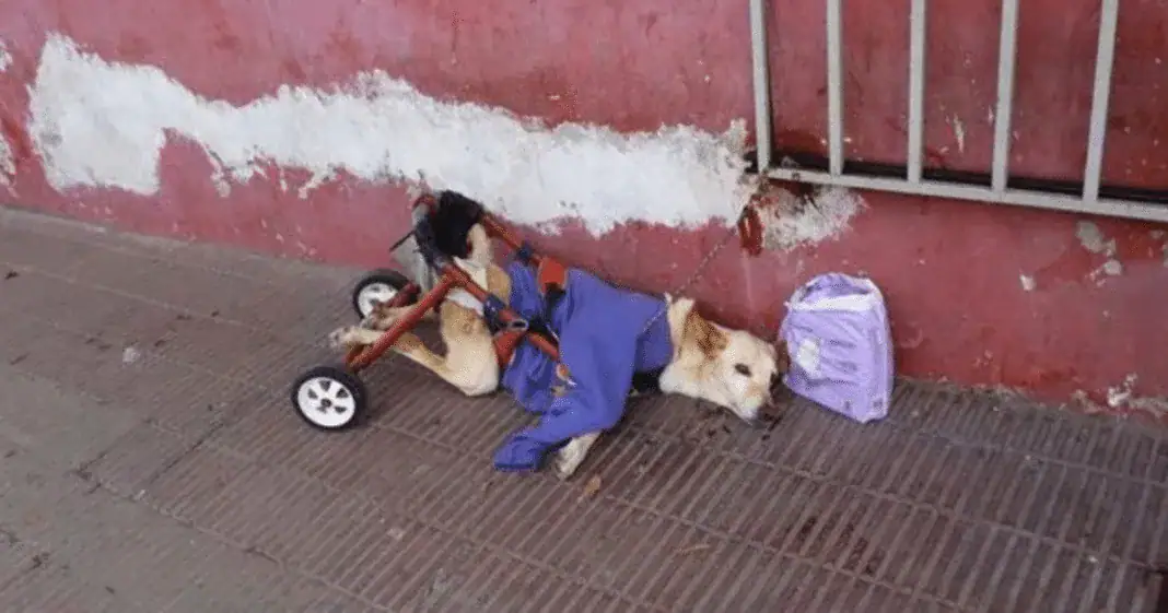 Owner dumps paralyzed dog on the street with her broken wheelchair and a bag of diapers