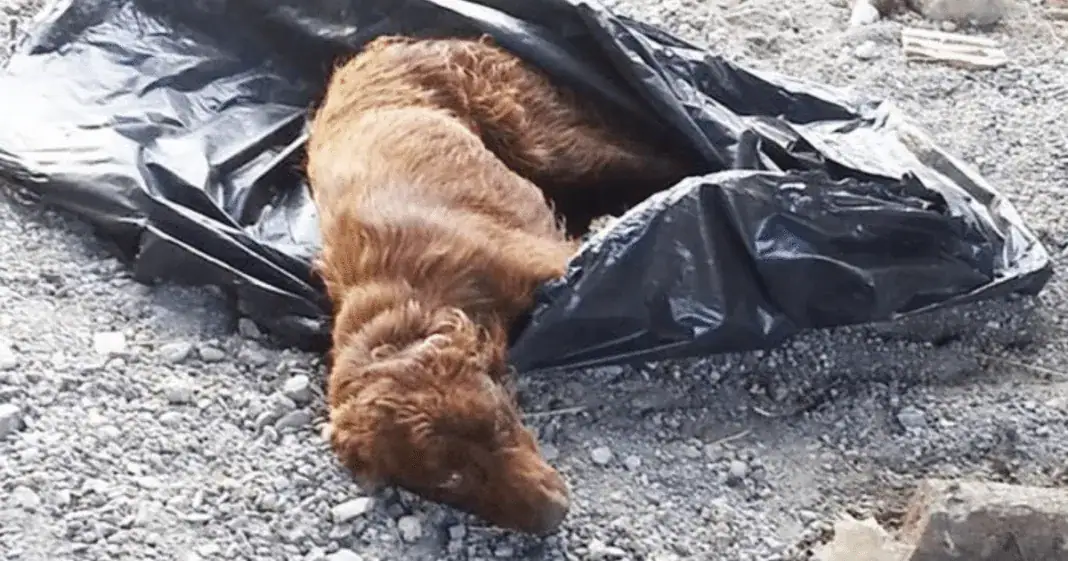Dog dumped near river with legs tied-up in trash bag – watch when she sees her rescuers