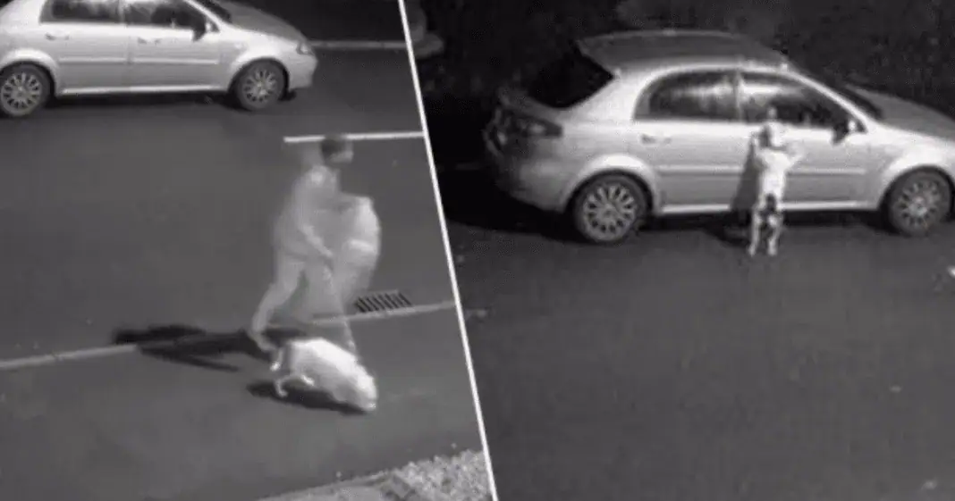 Dog Desperately Tries To Jump Back Into Car As Cruel Owner Dumps Him On The Side Of The Road