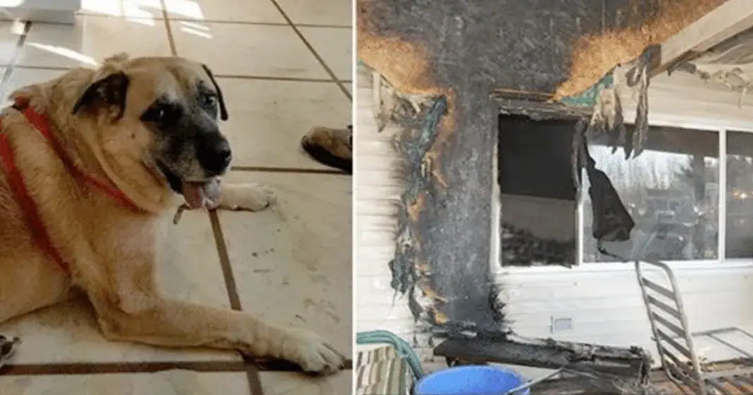 House Tragically Burns Down In Fire, 2 Months Later Dog Finds Missing Family Member Under Floorboards