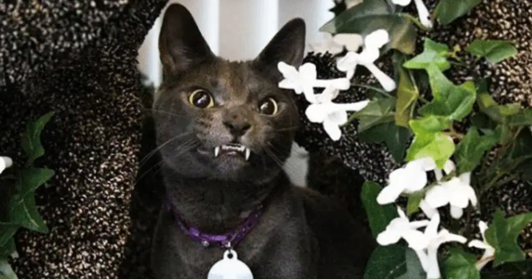 Company built the most magical cat tree for this special needs kitty and I’ve never seen anything like it