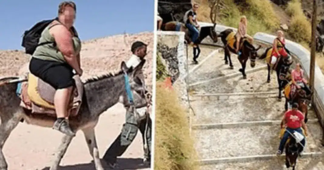 Donkeys are being left bloody, crippled and suffering in agony – all for the pleasure of tourists