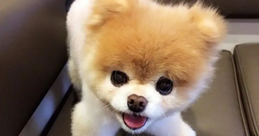 Boo the Pomeranian, “World’s cutest dog,” has died