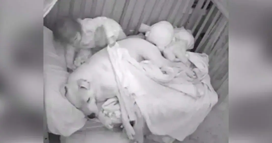 Little girl brings 100-pound pit bull into crib with her after scary earthquake strikes