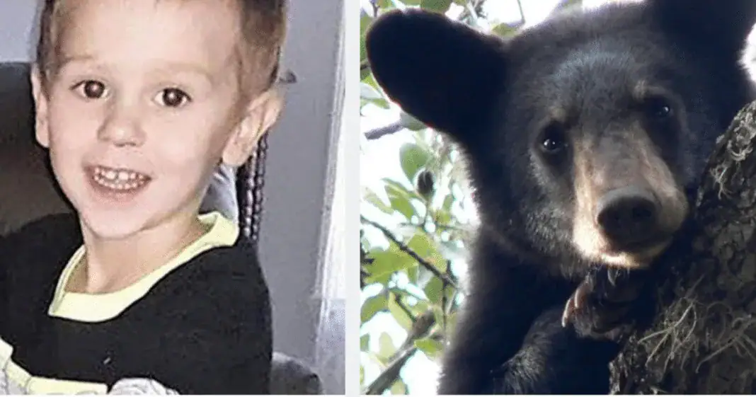 3-year-old boy found alive after vanishing in woods says he: “hung out with a bear for two days”