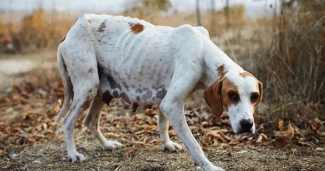 New law would make animal cruelty a federal felony
