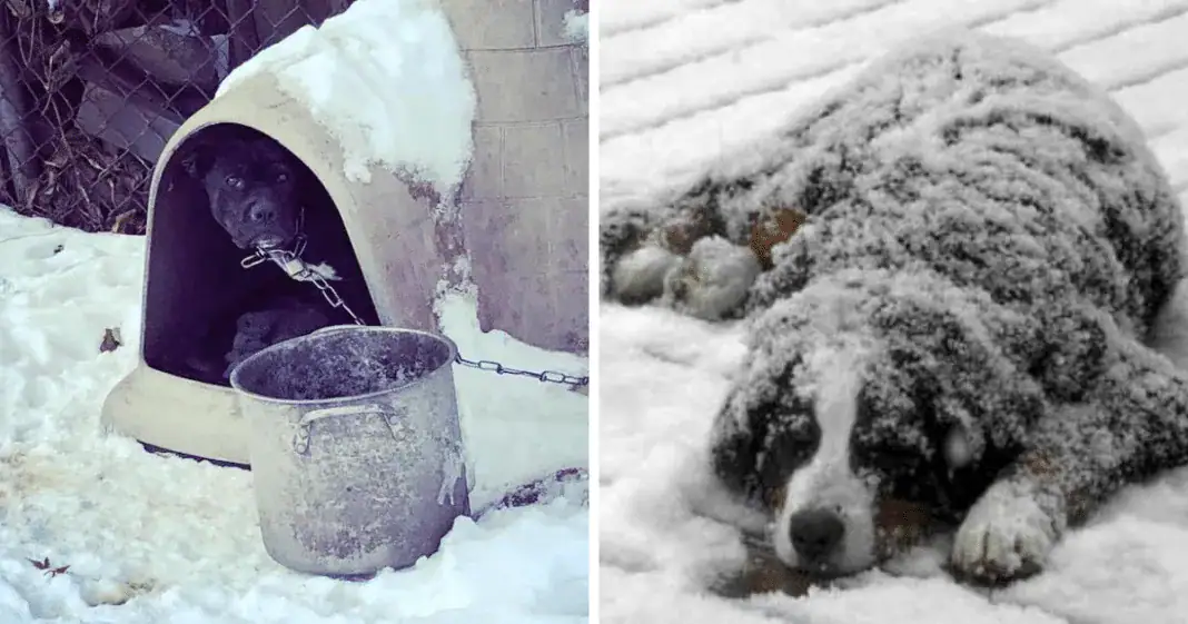 Law enforcement issues warning after several dogs found frozen solid