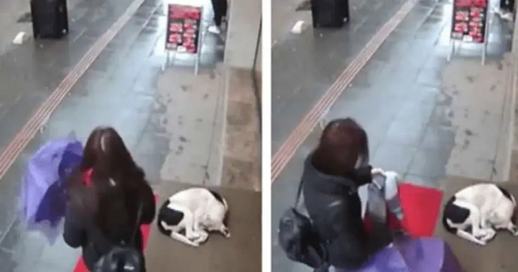 Wet, frozen dog tries to take shelter: then a stranger’s actions are caught on camera – go viral