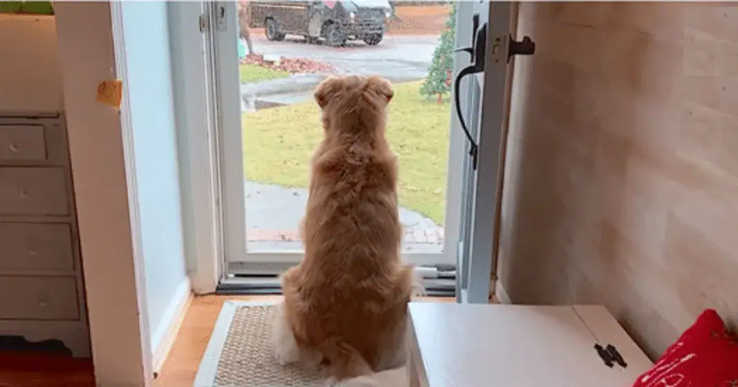 Golden Retriever falls in love with local mailman, so mom starts documenting their daily routine