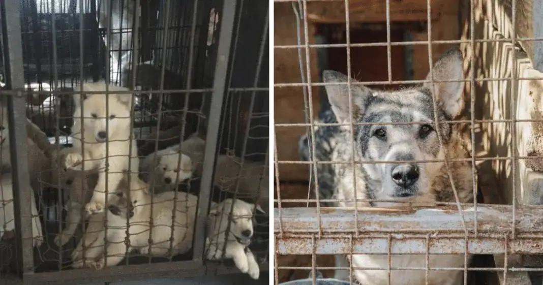 Great news: Seoul, South Korea ‘will shut down all dog slaughterhouses’