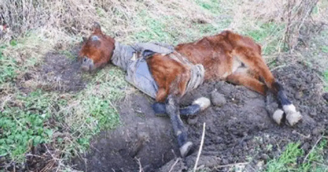 Emaciated horse found near-death in field, but wait until you see her astonishing recovery 6 months later