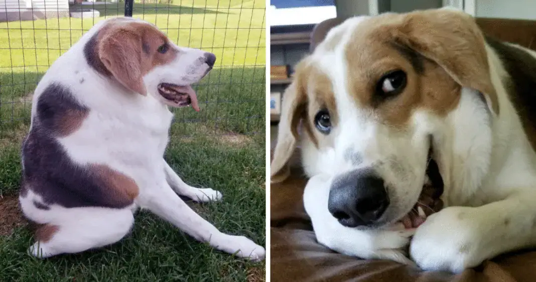 Dog born with only half a spine due to inbreeding — but that doesn’t stop him from smiling