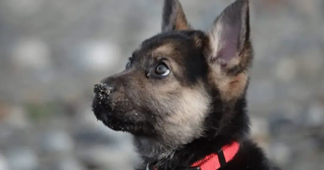 Dying 10-week-old puppy given away for free is now getting a second chance at life