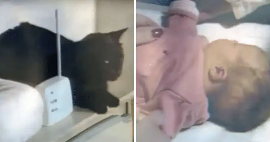 Mom hears kitty making strange noises over baby monitor, checks bedroom and leaps for the phone