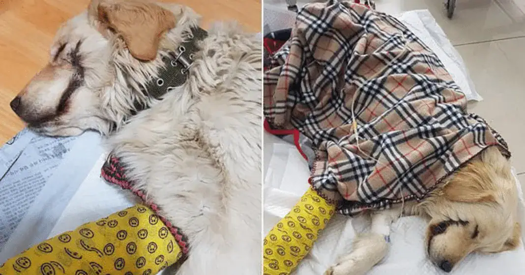 Cruel thugs break helpless dog’s leg and slice mouth open like ‘The Joker’ from Batman