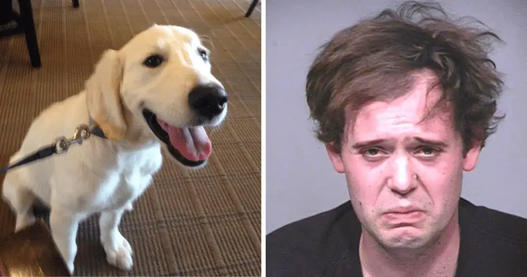 Man stabs 4-year-old service dog 100 times, dumps him in trash – then cops show up to serve justice