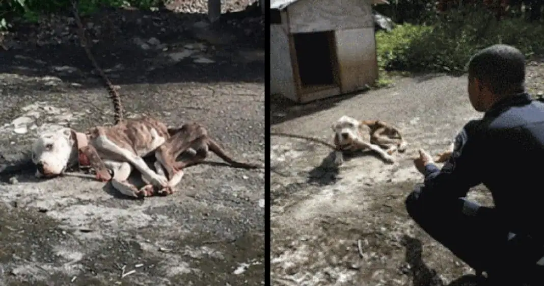 Abused dog just days from death, then fed-up neighbor takes matters into his own hands