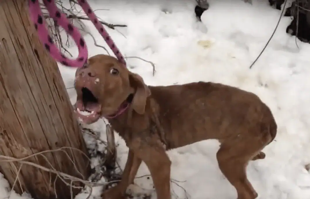 Stray Rescue of St.Louis, Weezer