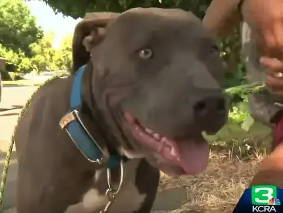 House goes up in flames, then mom finds family pit bull dragging 7-month-old baby by her diaper
