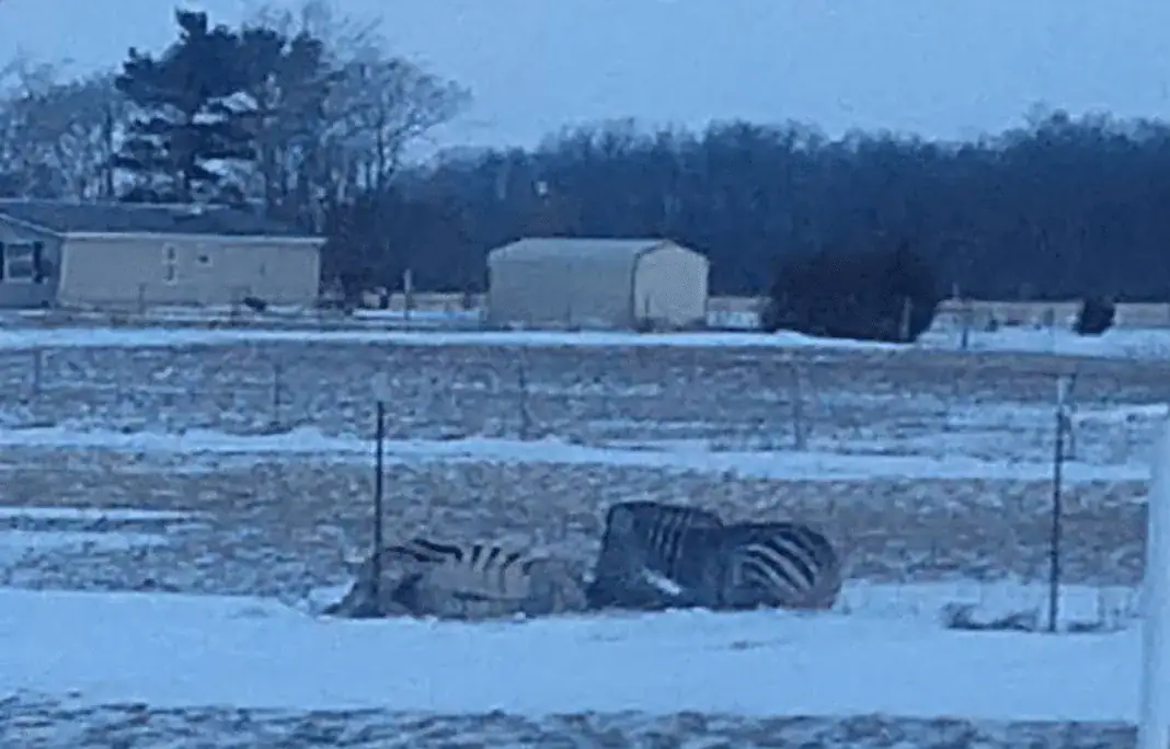 zebra, Carroll County, Indiana