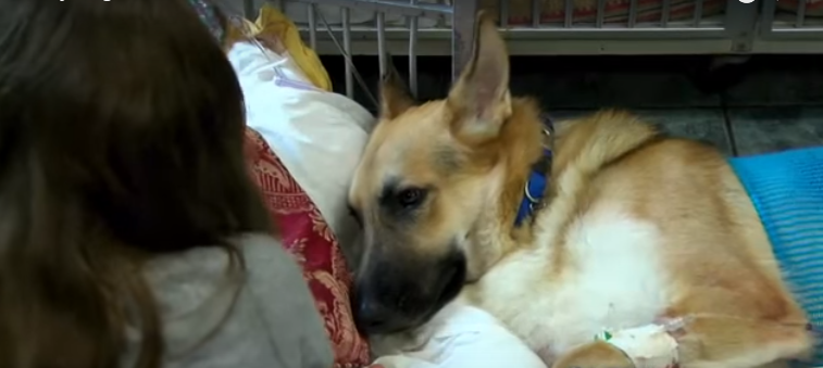 Dog Bit 3 Times Rescuing Girl From Rattlesnake. Family Wasn’t Prepared For What Happens Next