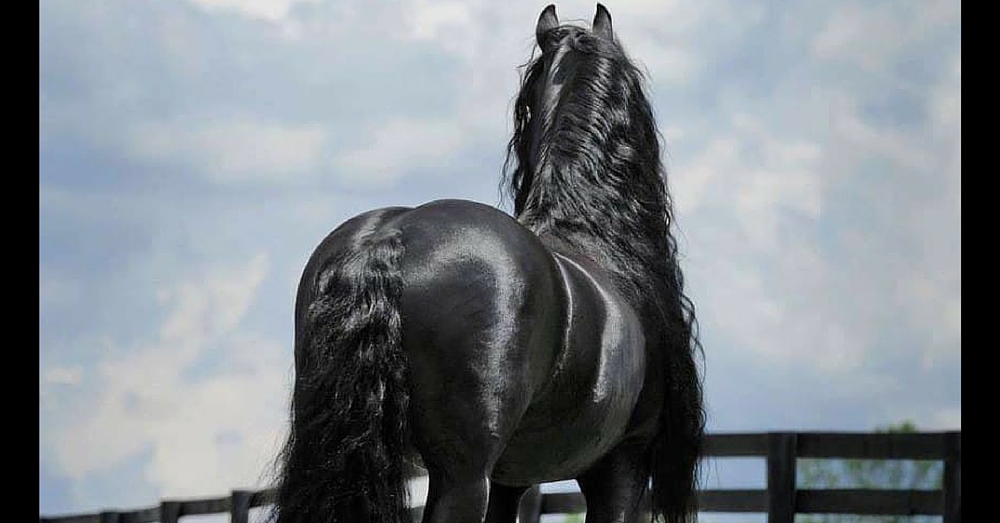 This Horse Appears So Ordinary—But Just Wait Until He Turns His Head Around