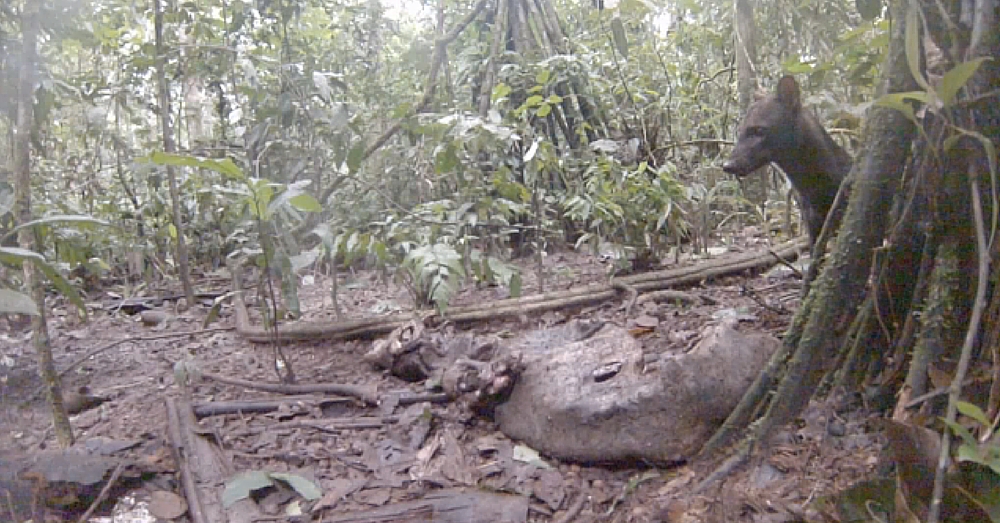 Rare Amazon Jungle Dog Caught On Video