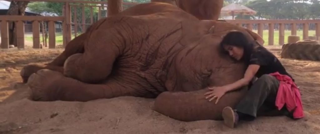 This Elephant Does Something Stunning Every Time Her Caretaker Begins To Sing