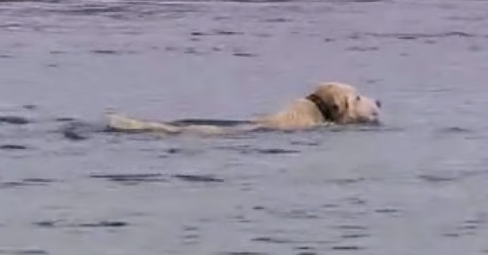 Dog Swims Out To Sea Every Day For 1 Very Special Reason You Have To See To Believe