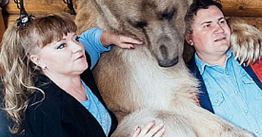 Russian Couple Adopted Tiny Bear Cub 23 Years Ago. Wait Until You See Him Today…