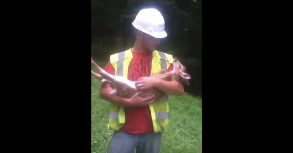 Construction Worker Saves Baby Deer From Falling Tree, But When He Tries To Send Him Home…Holy Moly!