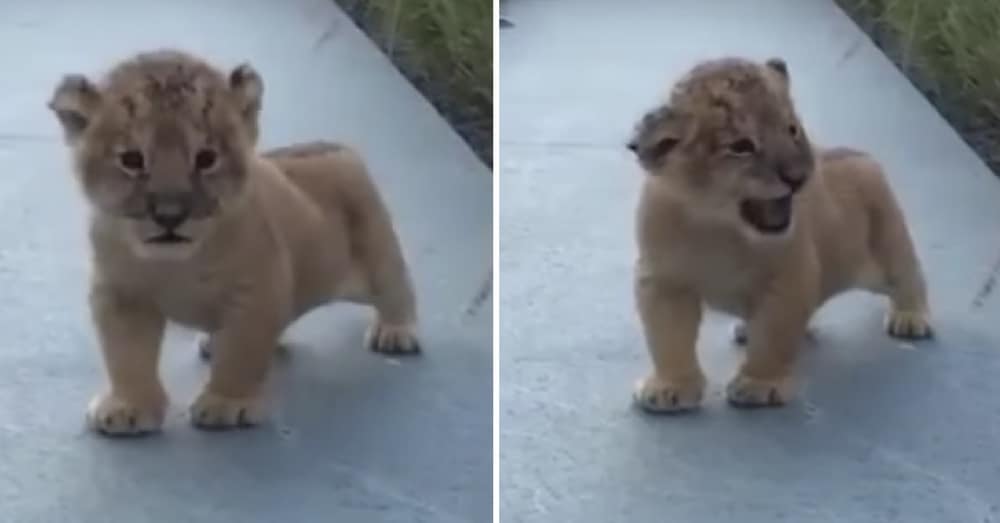 Lion Cub Tries To Scare Away Camera. But The Noise He Makes? I Can’t Stop Laughing