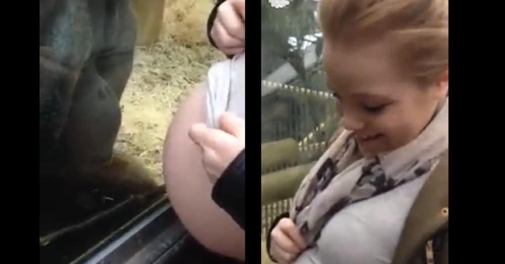 He Sees Orangutan Approach Pregnant Wife So He Starts Filming. What Happens Next Is Going Viral
