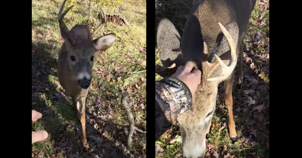 Fearless Deer Walks Right Up To Hunter For Head Scratch