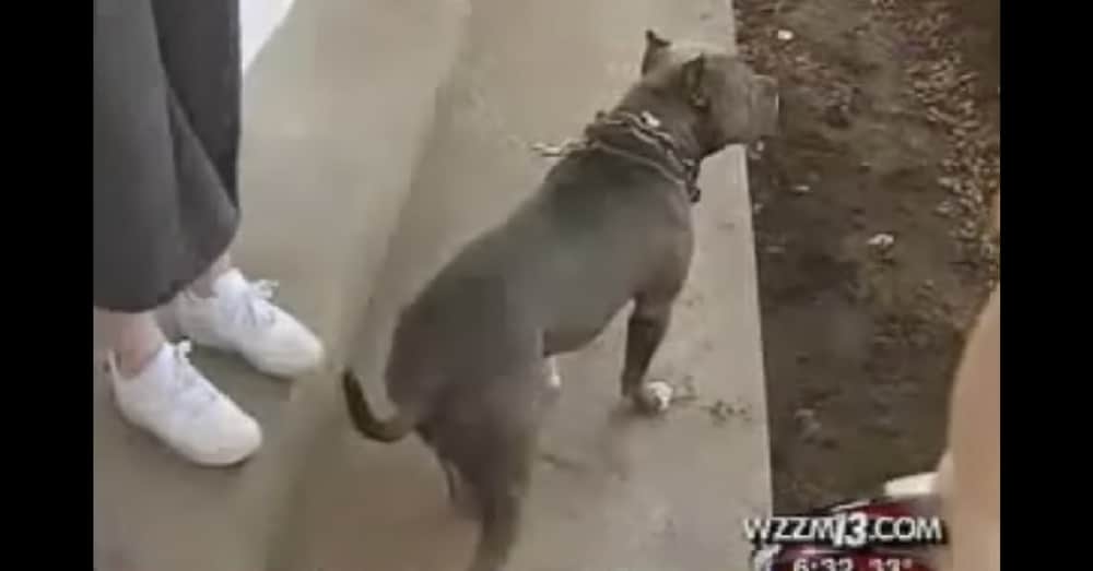 Mom Confused When Pit Bull Runs Outside. Then She Hears A Scream…