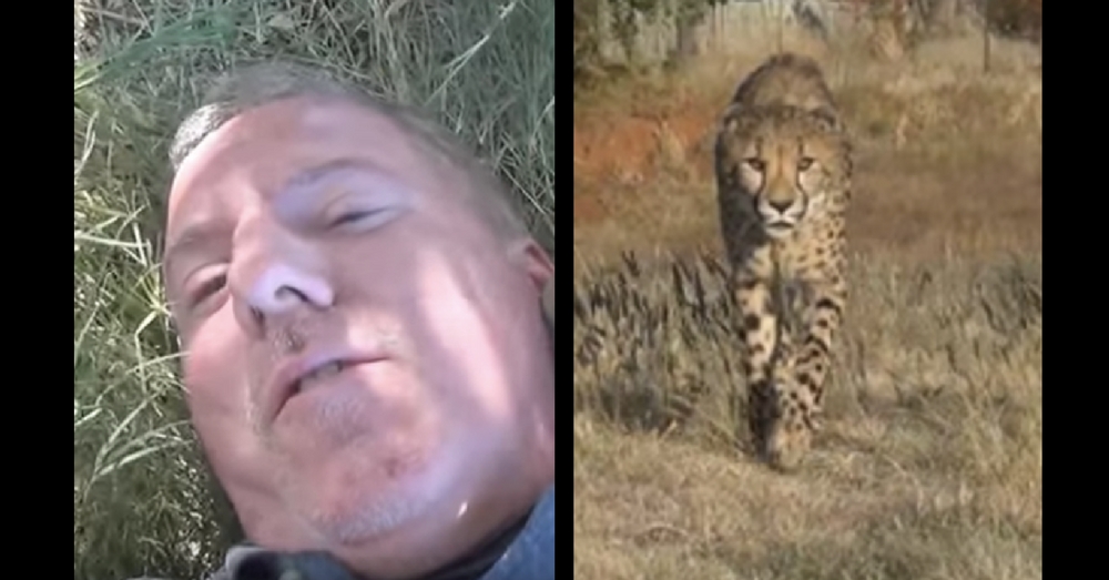 He’s Taking Nap In Grass When Cheetah Walks Up. What Happens Next…Holy Moly!