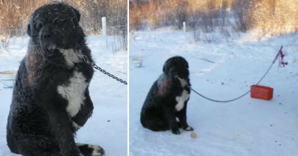 Dog chained for 4 years in bitter cold forced to take turns keeping one paw off of the freezing ground
