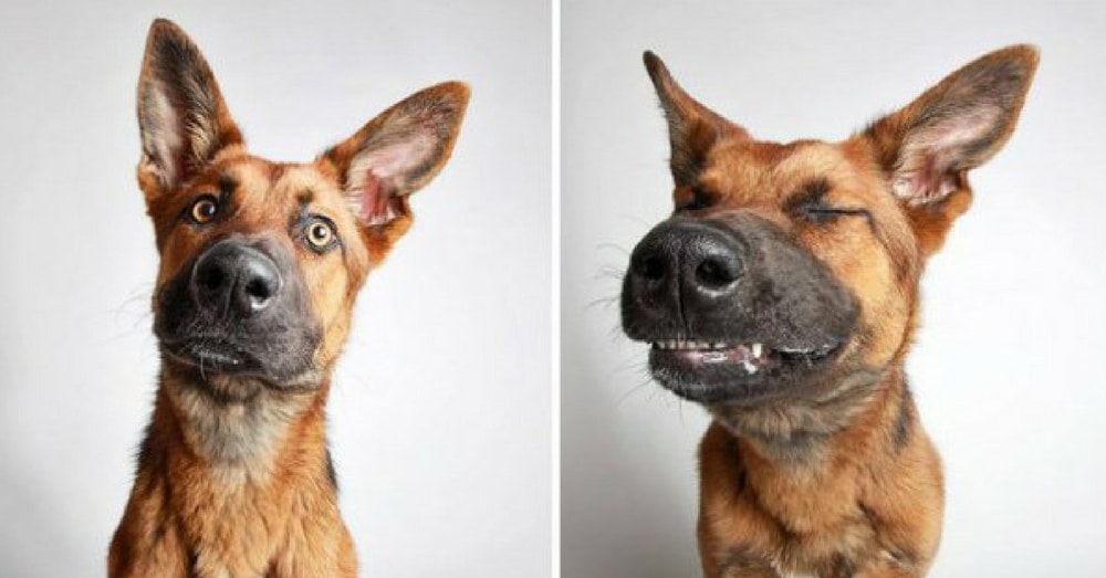 Shelter Puts Rescue Dogs In Photo Booth To Get Them Adopted. Results Speak For Themselves!