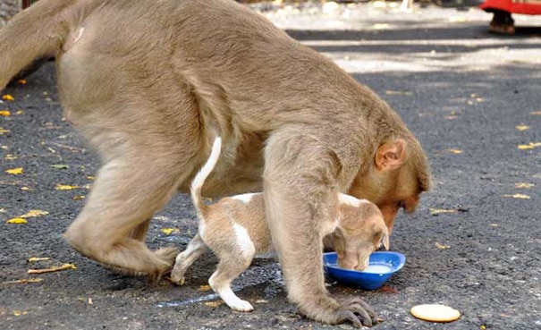 monkey-adopts-puppy-in-india_2