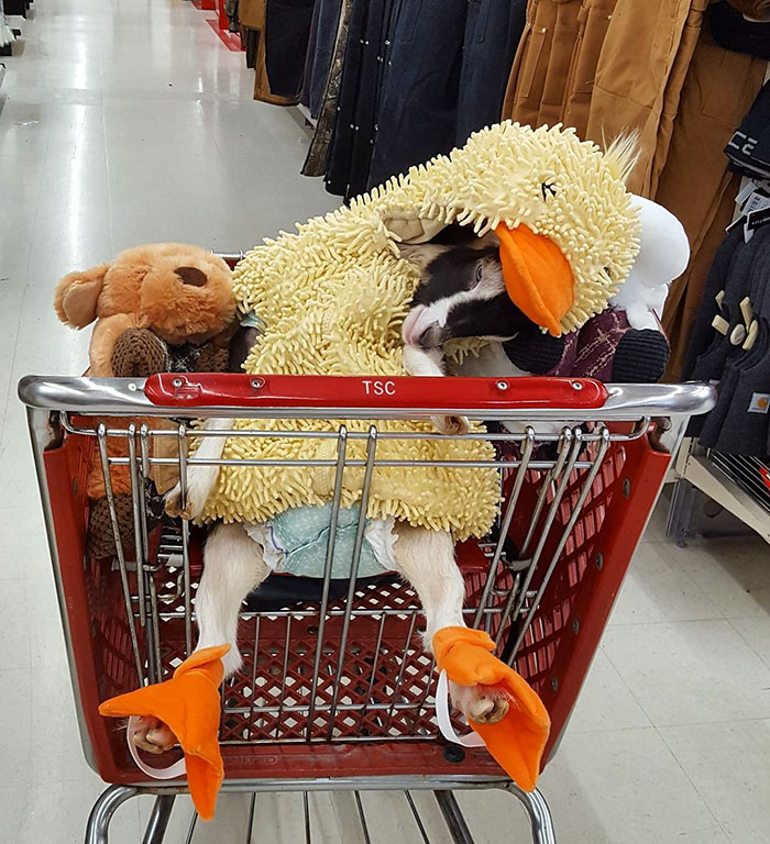 The duck costume helped Polly the goat go from anxious and stressed… to all zen and chill!