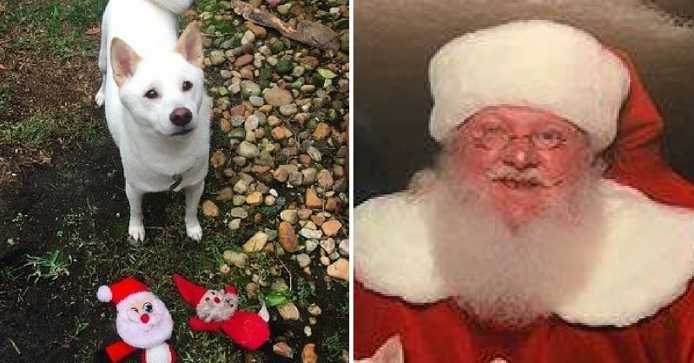 Dog’s Favorite Toy Is Santa So He Takes Her To Meet The Real One. Her Reaction Is Gold