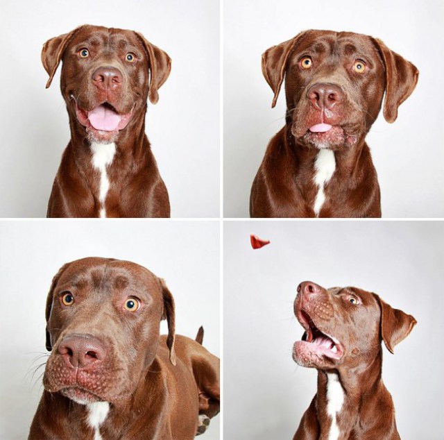 shelter-dogs-photo-booth_2