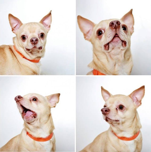 shelter-dogs-photo-booth_3