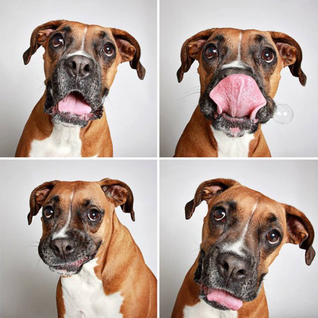 shelter-dogs-photo-booth_5